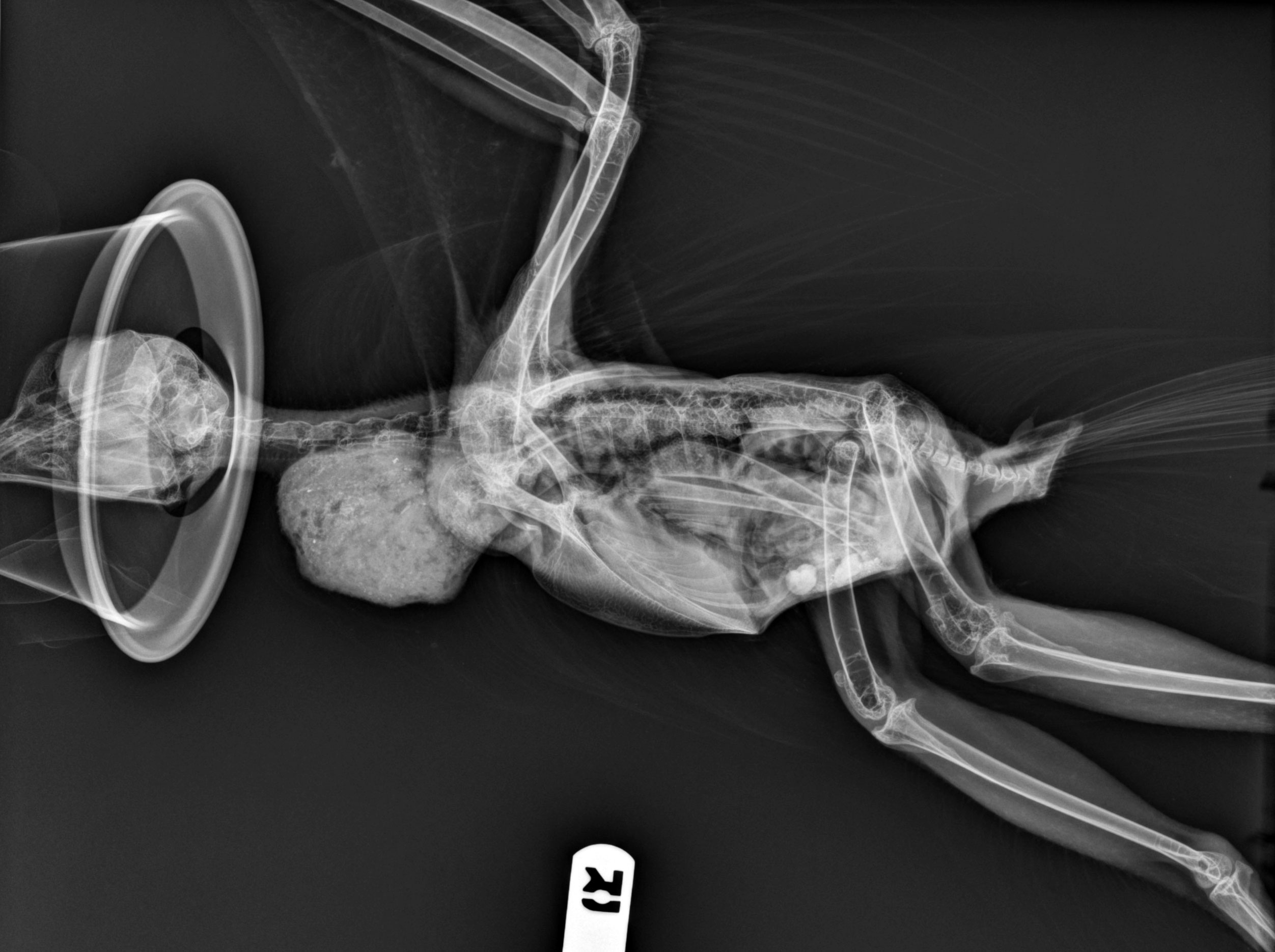 rad_lat_hawk_bone_fb