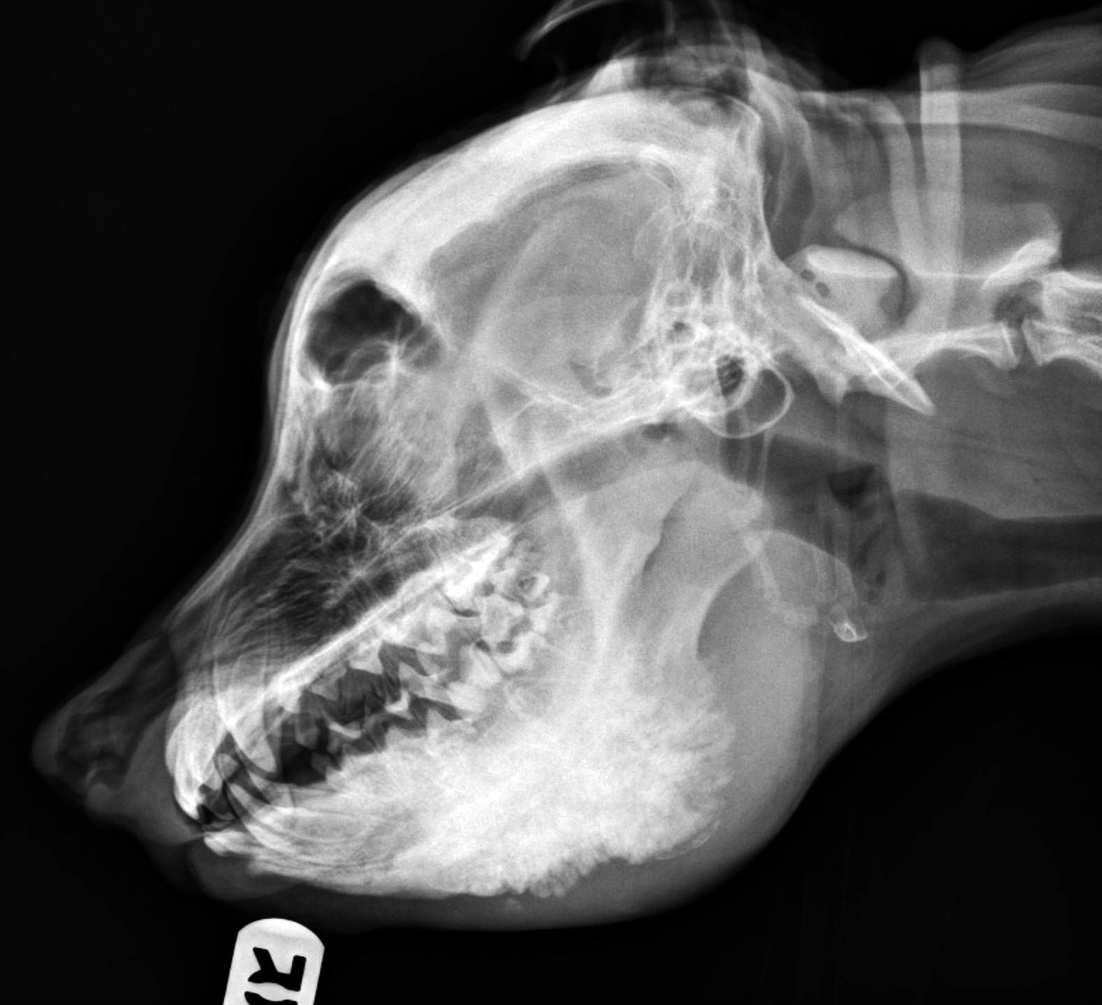 rad_cmo_skull