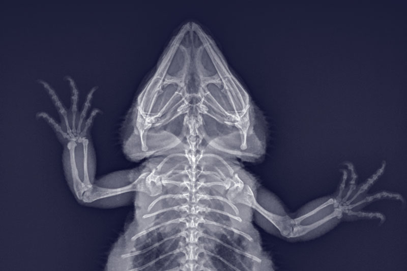 rad_bearded_dragon_nodules